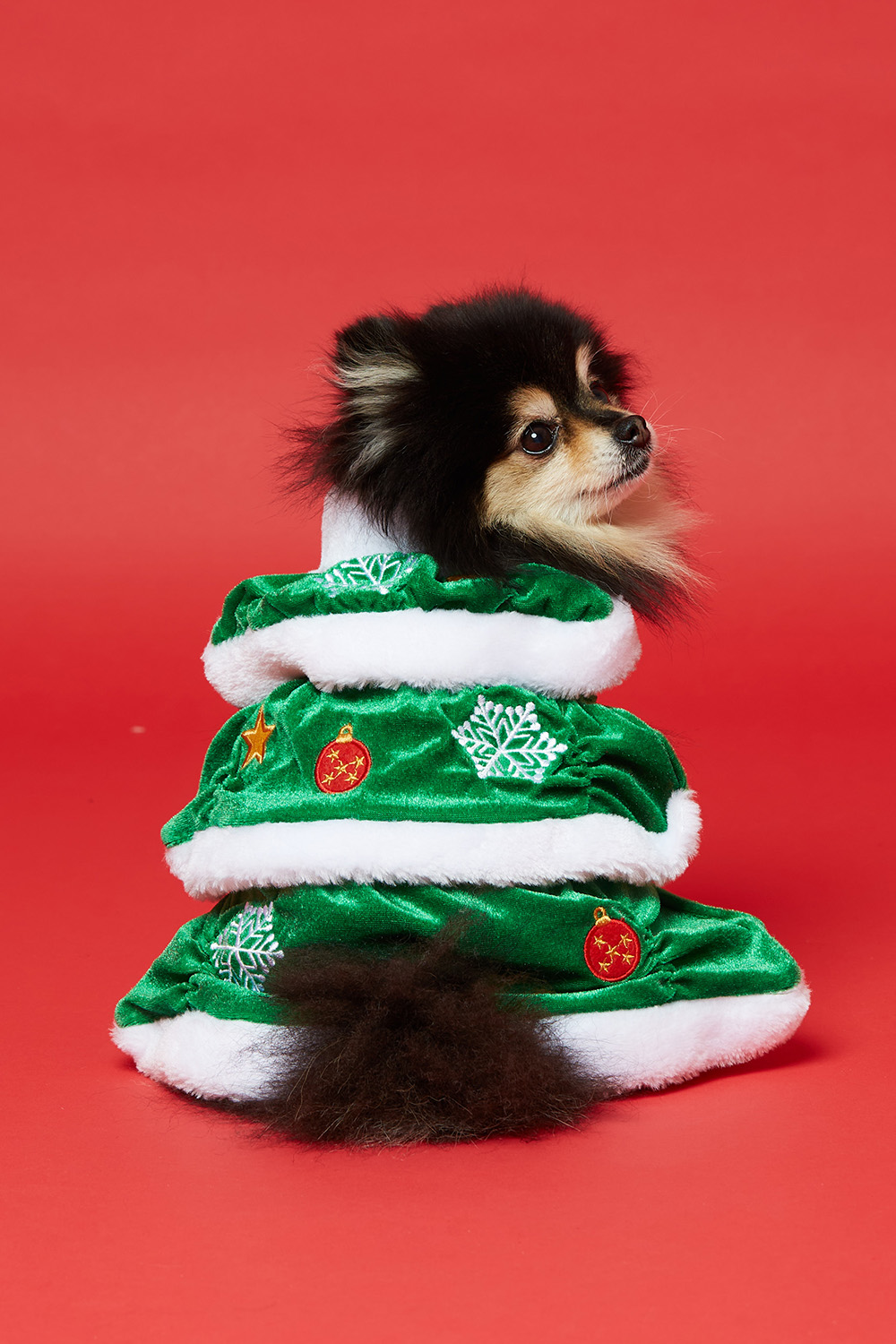 Tröja till husdjur med julgran i gruppen Jul / Christmas Pet hos Glitter (17800018)